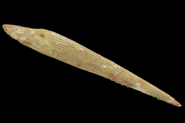 Cretaceous Shark (Hybodus) Dorsal Spine - Morocco #93924